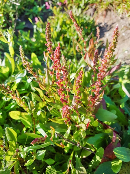 Obraz Horned or red dock