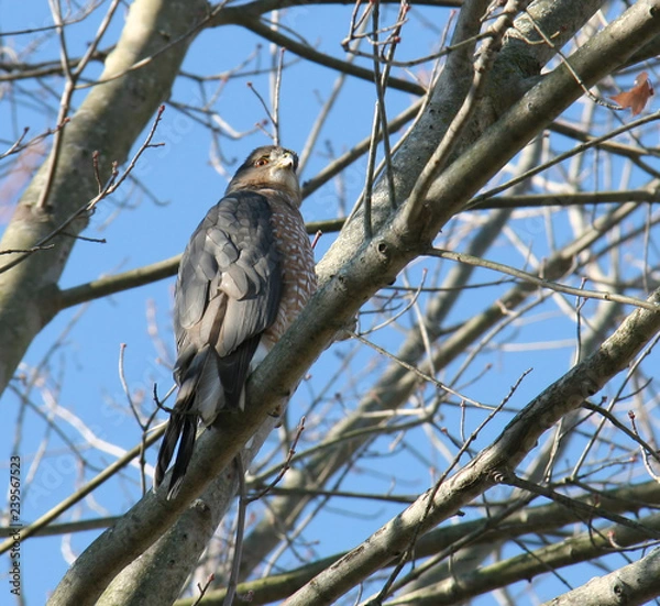 Fototapeta Cooper's Hawk