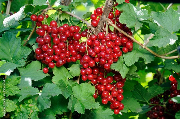 Obraz Junifer Gooseberry