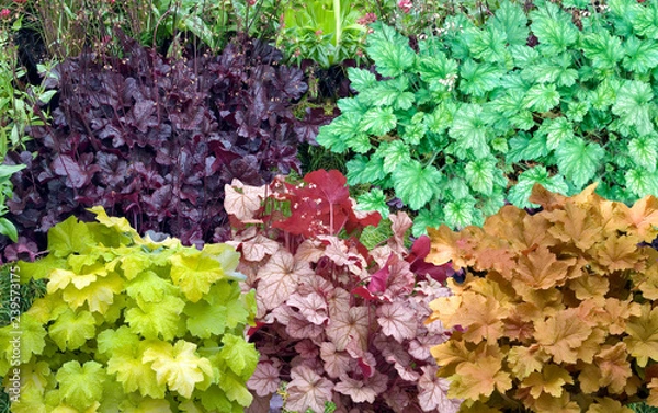 Fototapeta Heuchera