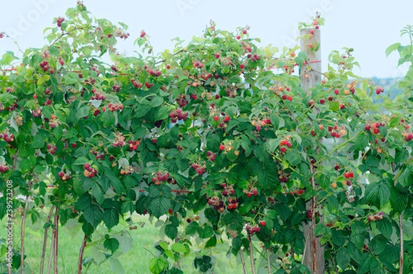 Obraz Raspberry Bush