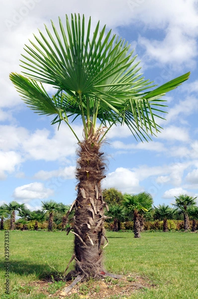 Fototapeta Chinese windmill palm