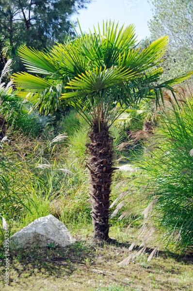Fototapeta Chinese windmill palm