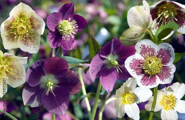 Obraz Helleborus
