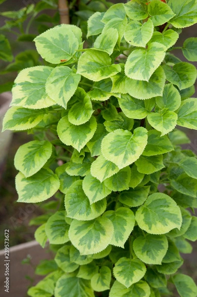 Obraz Hydrangea Petiolaris Miranda