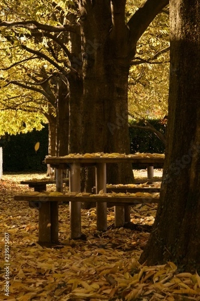 Obraz autumn trees and table bench