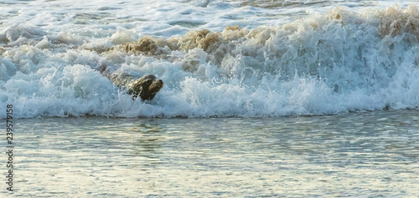 Obraz seal lion surfing a little wave close to shore