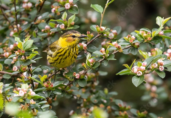 Obraz Cape May warbler perched in spring blossoms