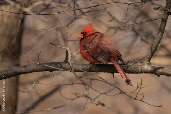 Obraz Cardinal huddled for winter