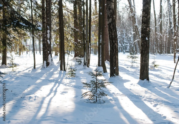 Obraz Winter landscape in the park