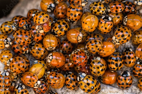 Obraz Ladybugs