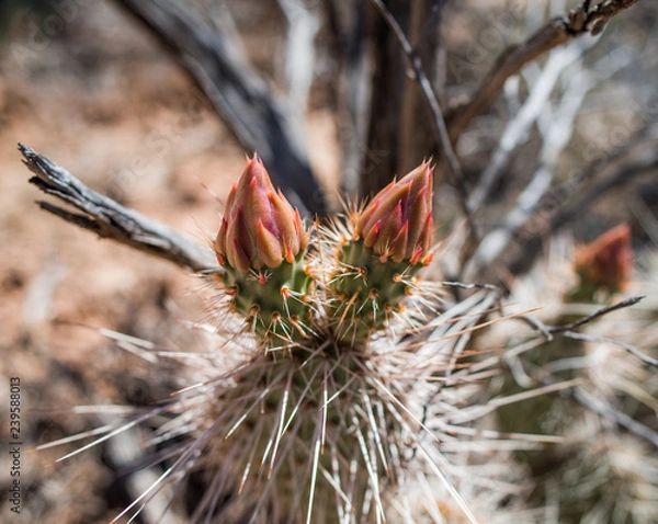 Obraz Budding fine-needled cactus in the Southern Utah desert wilderness