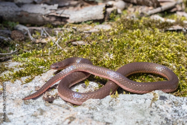Fototapeta Eastern worm snake on mossy rock - Carphophis amoenus