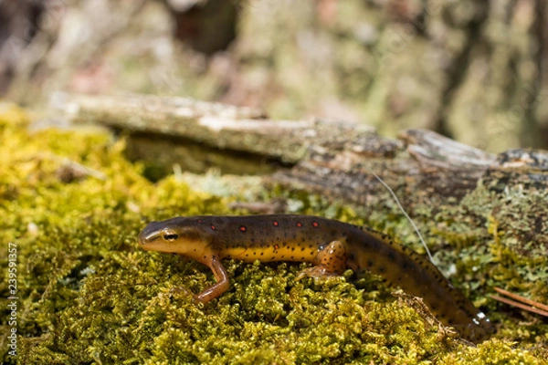 Obraz Eastern newt