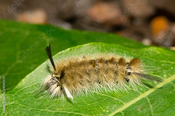 Fototapeta Banded tussock moth caterpillar - Halysidota tessellaris