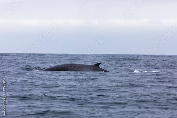 Fototapeta Fin whales swimming in the waters of the Pacific Ocean in front of Atacama Desert at Chile, a nice place for Whale Watching and marine sea life on a wild environment, an amazing place to enjoy nature