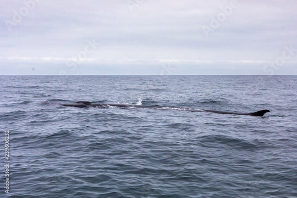 Fototapeta Fin whales swimming in the waters of the Pacific Ocean in front of Atacama Desert at Chile, a nice place for Whale Watching and marine sea life on a wild environment, an amazing place to enjoy nature