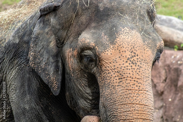 Obraz Asian elephant