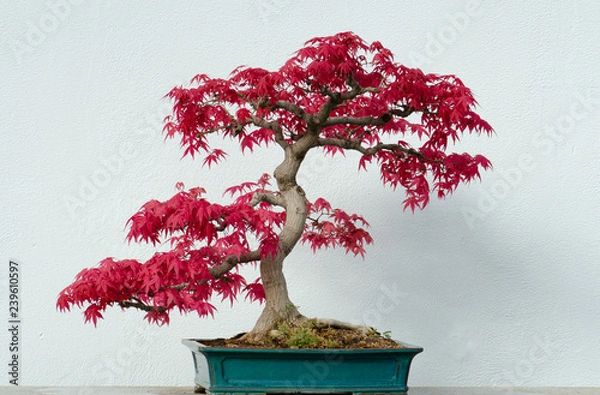 Obraz Bonsai