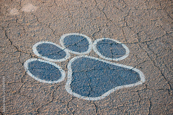 Obraz Painted Paw print