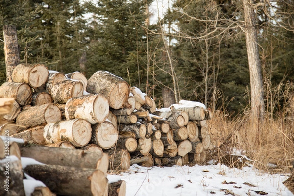 Obraz logs in a pile