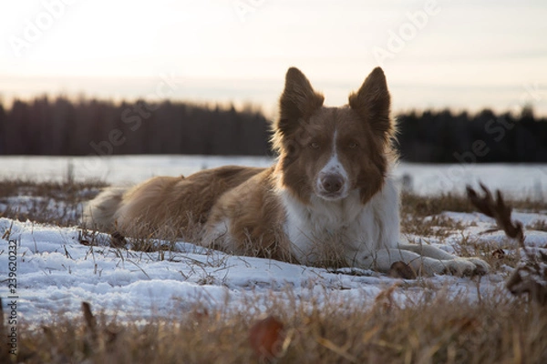 Obraz border collie at sunset