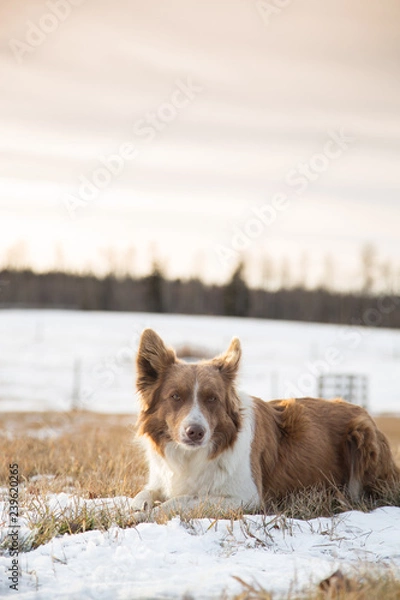 Obraz Dog laying in the snow