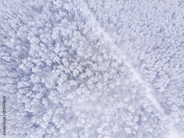 Fototapeta Aerial view of snowy forest. Aerial view of forest in winter. Done view of snow and forest.