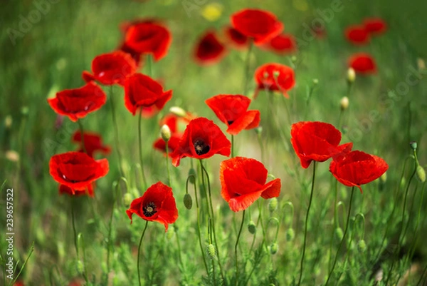 Fototapeta Flowers Red poppies blossom on wild field. Beautiful field red poppies with selective focus. soft light. Natural drugs. Glade of red poppies. Lonely poppy. Soft focus blur - Image