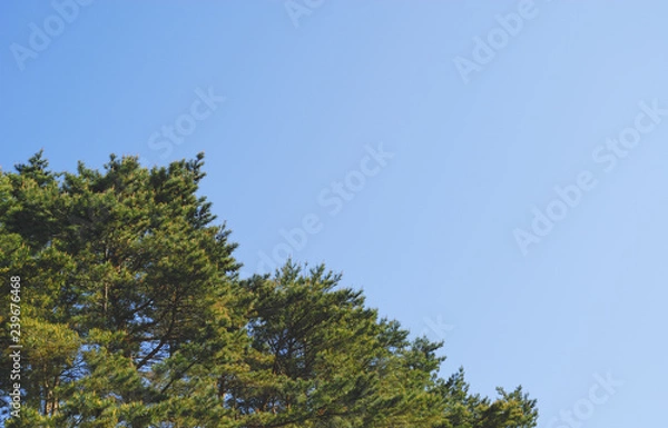 Fototapeta 木　空　素材