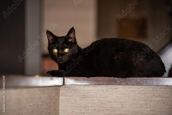 Fototapeta 飼い猫