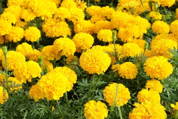 Fototapeta marigold