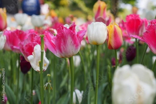 Fototapeta チューリップ