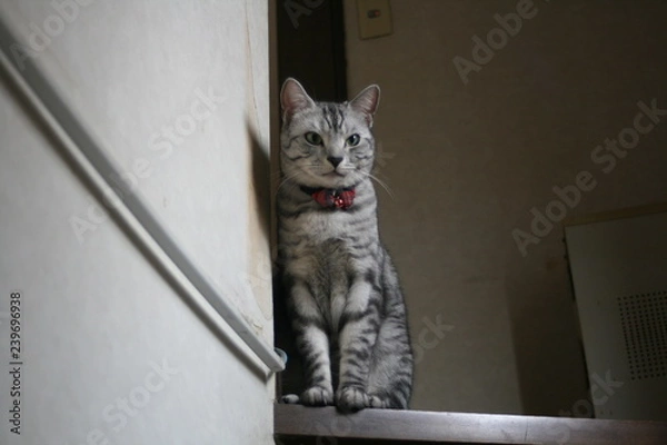 Obraz スコティッシュストレート