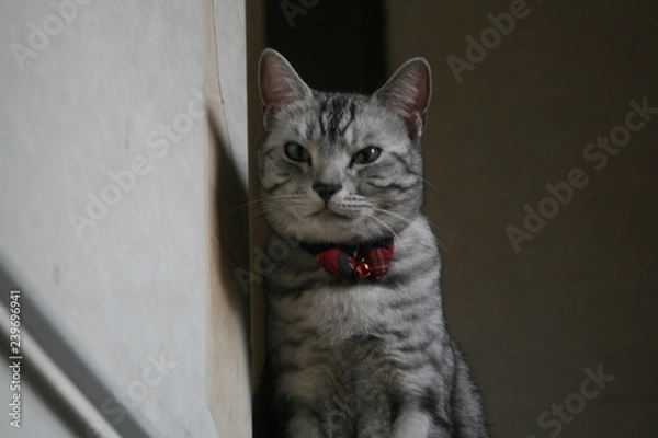 Obraz スコティッシュストレート