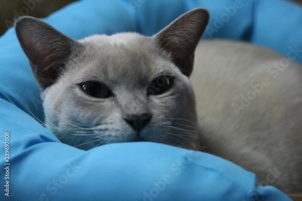 Obraz トンキニーズ