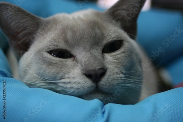 Obraz トンキニーズ