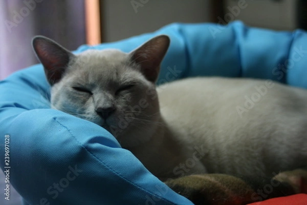 Obraz トンキニーズ