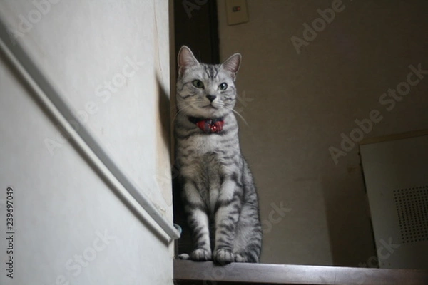 Obraz スコティッシュストレート