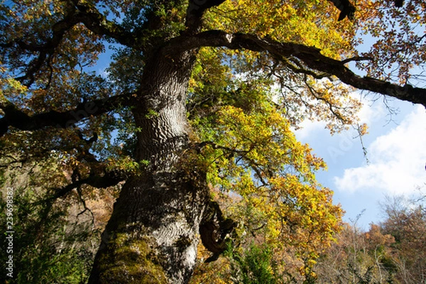 Fototapeta Autumn colors in a tree