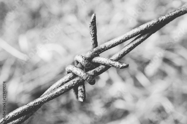 Obraz Old rusty barbed wire, close up. Electrified fence with barbed wire. Restricted area, jail prison terror, concept.