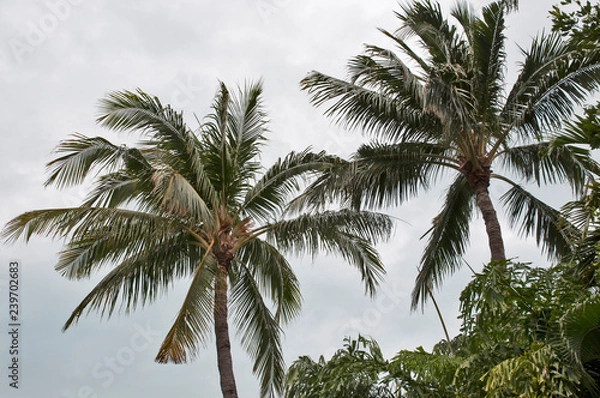 Fototapeta Palms Gone Bye