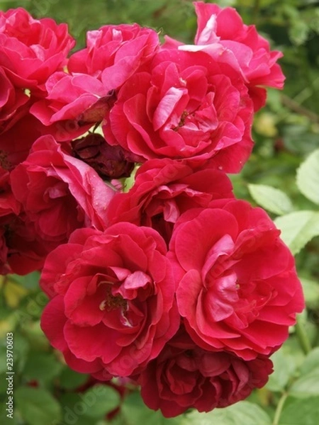 Fototapeta red roses