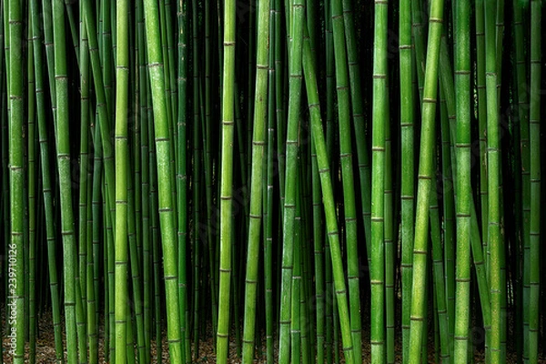 Obraz bambusowy wzór lasu
