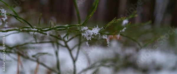 Obraz snowflakes and greens