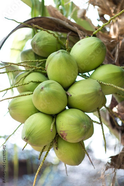 Fototapeta Coconut  - background