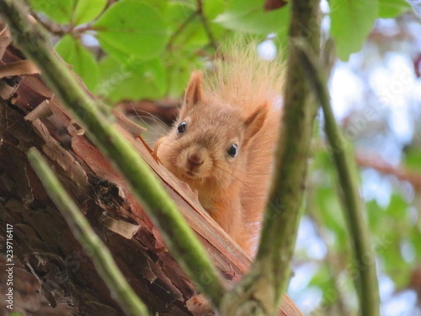 Fototapeta Red Squirrel 4