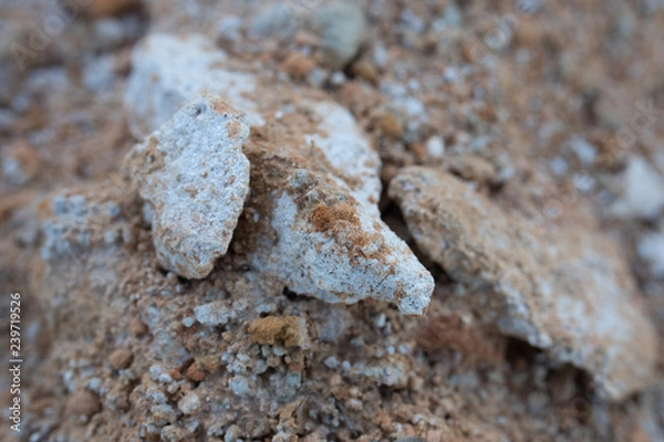 Obraz sea shells on the beach