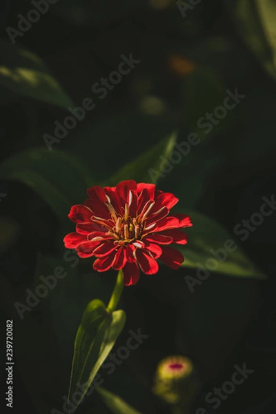 Obraz red flower
