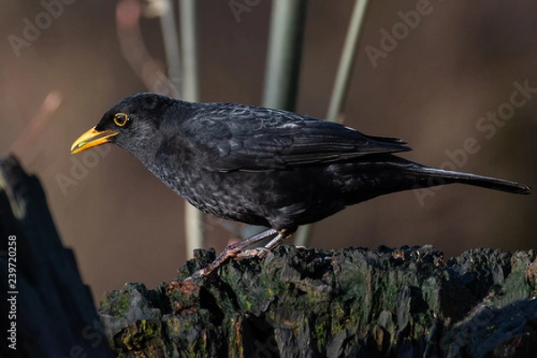 Fototapeta blackbird